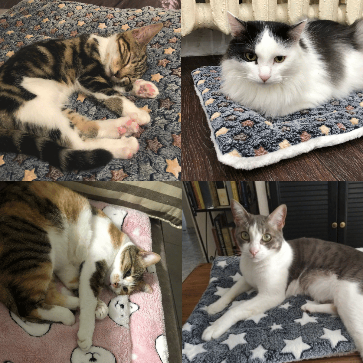 🐾Hot Sale 49% OFF🐱2025 New Upgraded Super Cosy Calming Cat Blanket